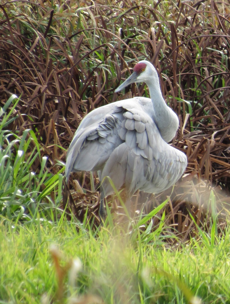 Sandhill Crane - ML610917130