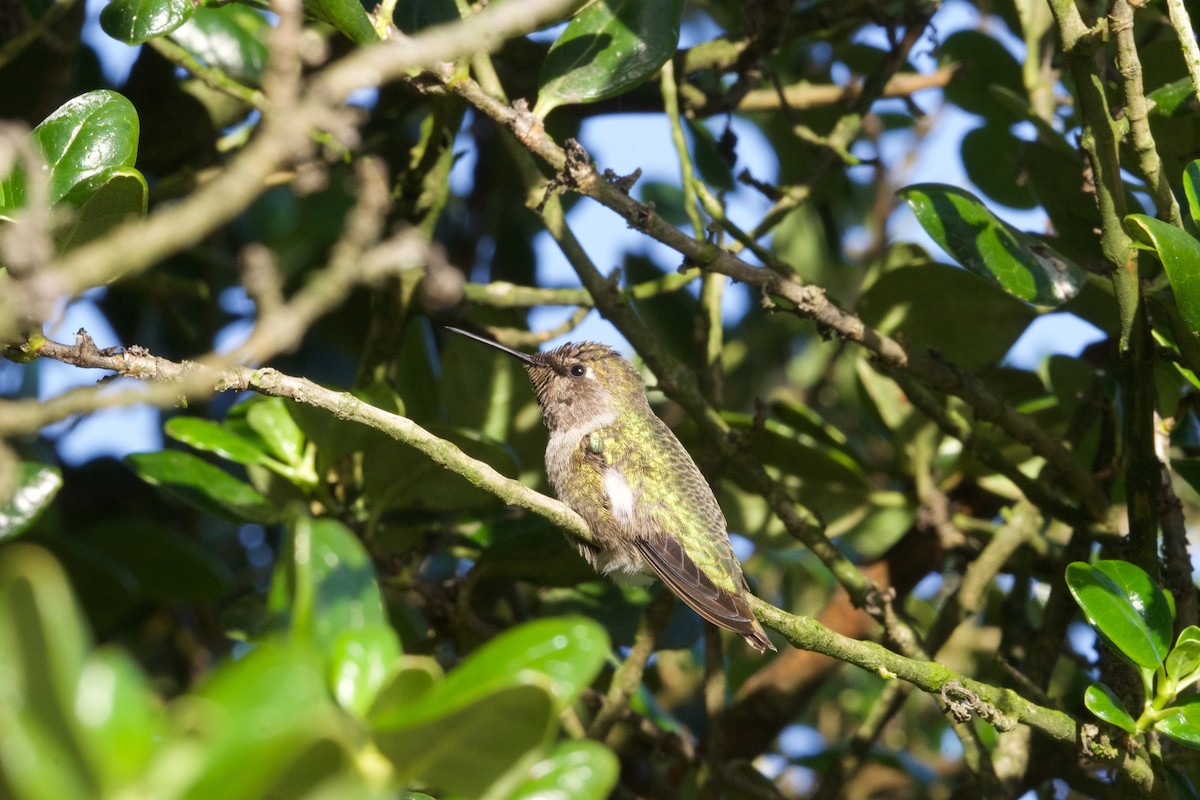Anna's Hummingbird - ned bohman