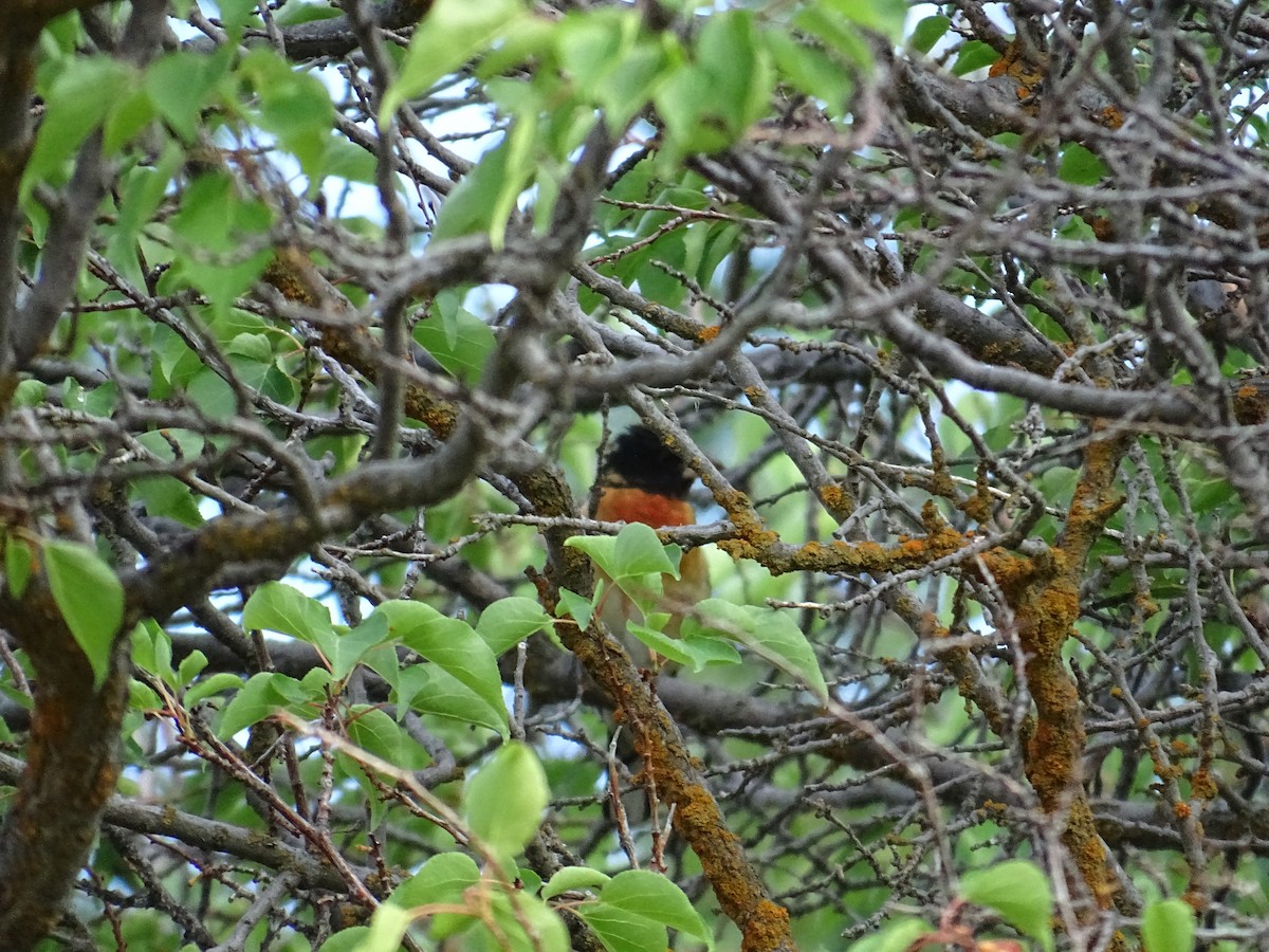 Hybride Cardinal à poitrine rose x C. à tête noire - ML610917298