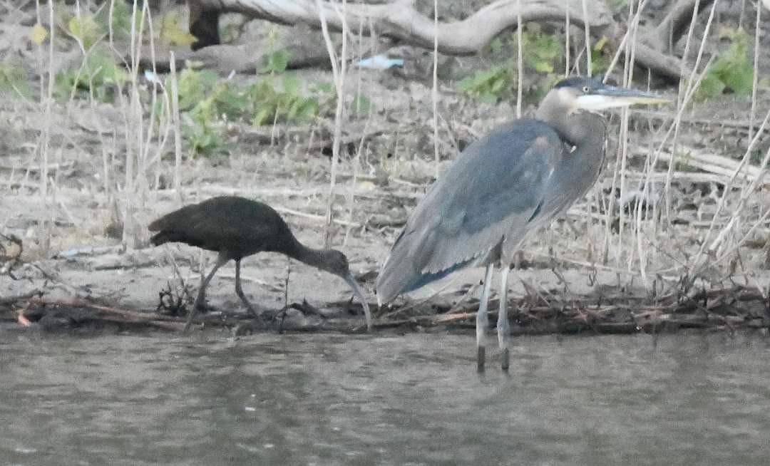 ibis americký - ML610917381