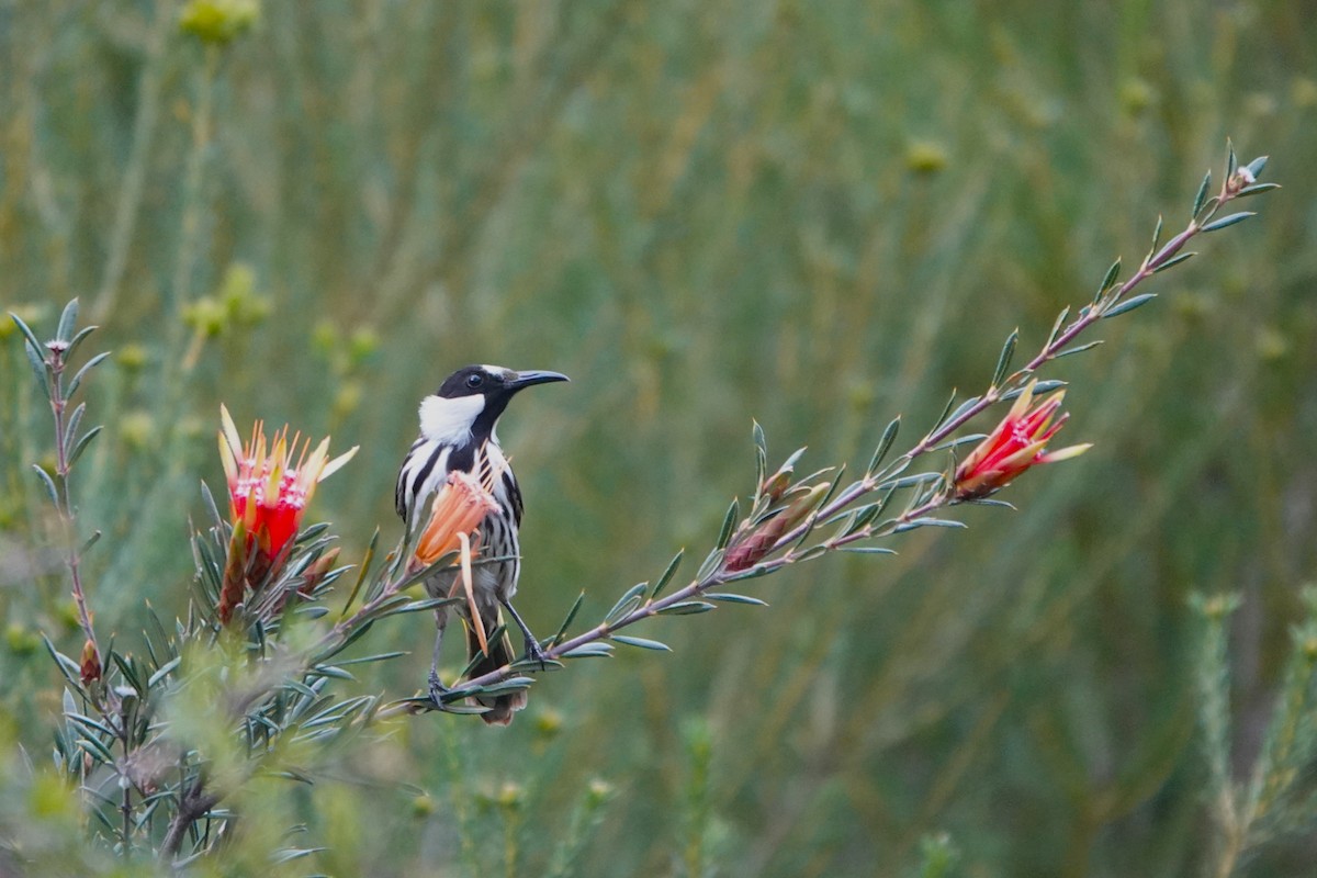 White-cheeked Honeyeater - ML610917408