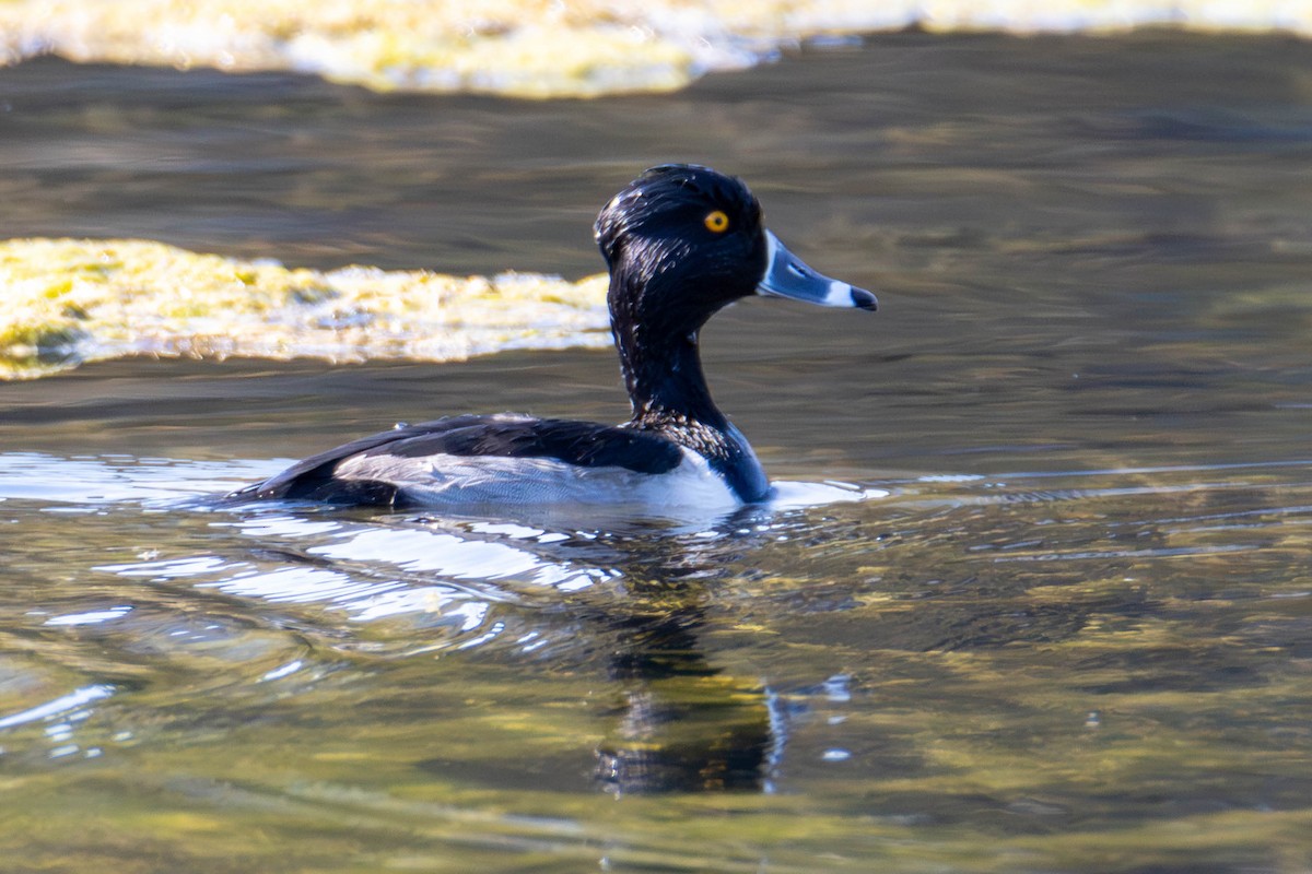 Ring-necked Duck - ML610917411