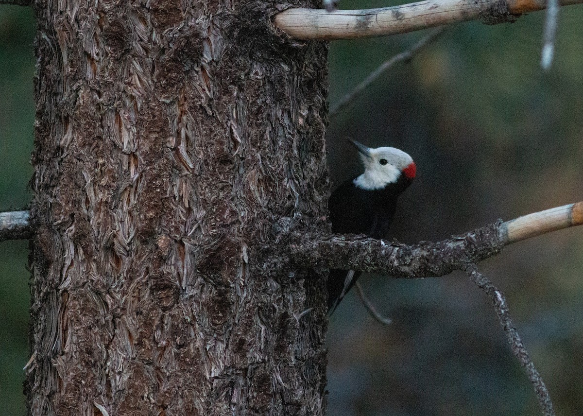 White-headed Woodpecker - Ian Carlsen