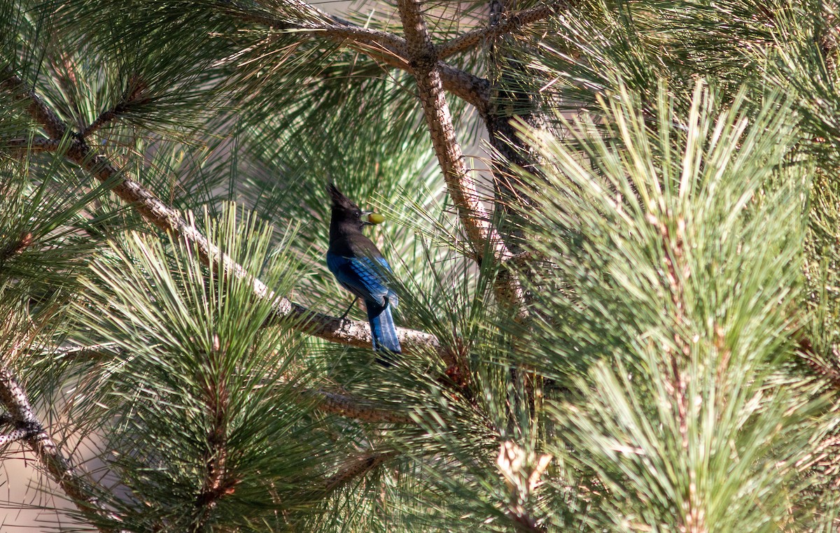 Steller's Jay - ML610917562