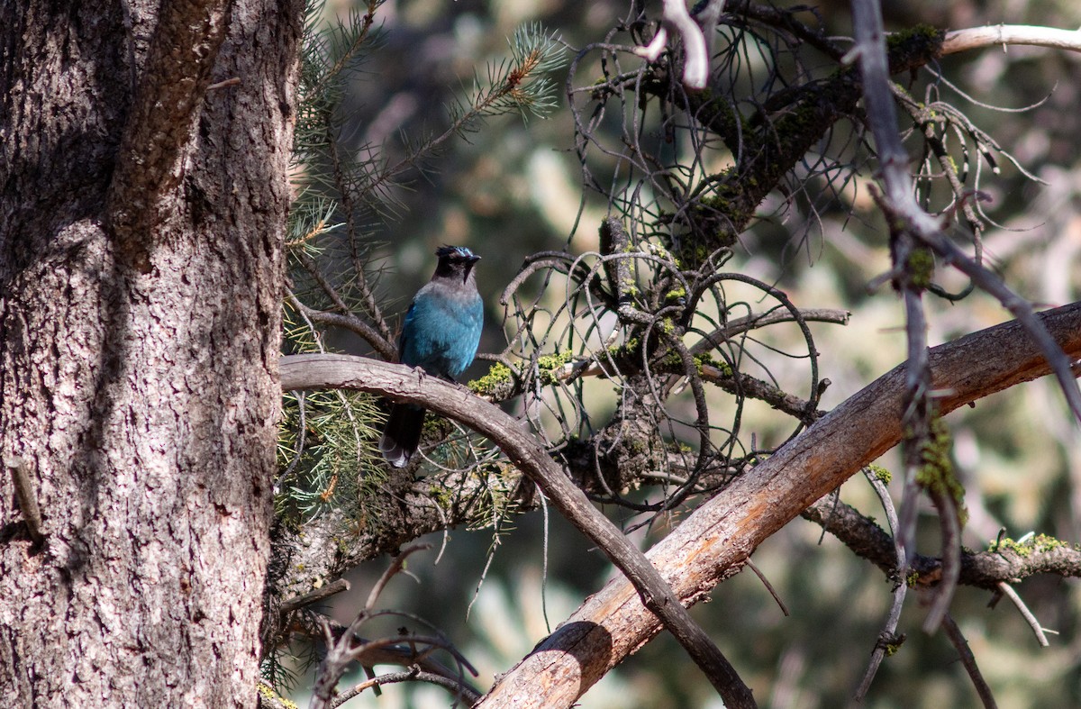 Steller's Jay - ML610917591