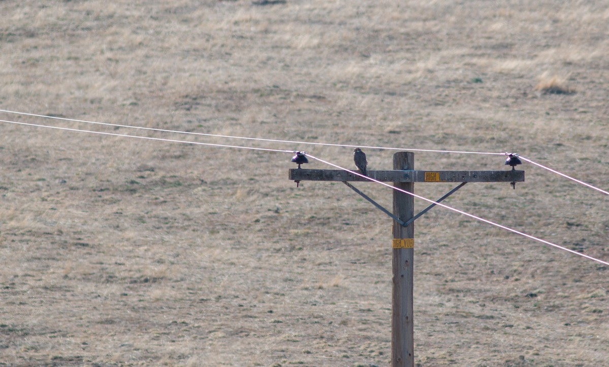 Prairie Falcon - Ian Carlsen