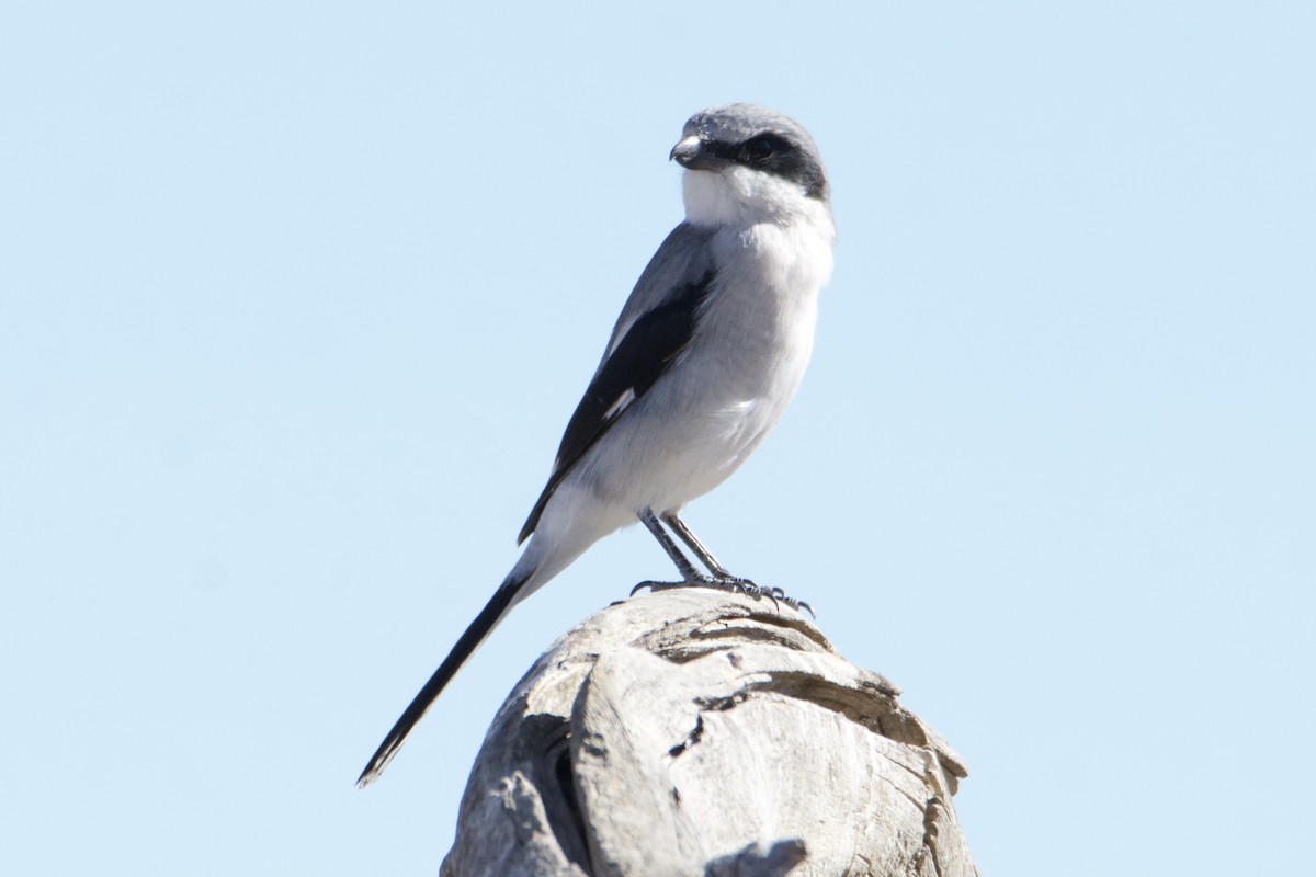 Loggerhead Shrike - Carmen Martinez