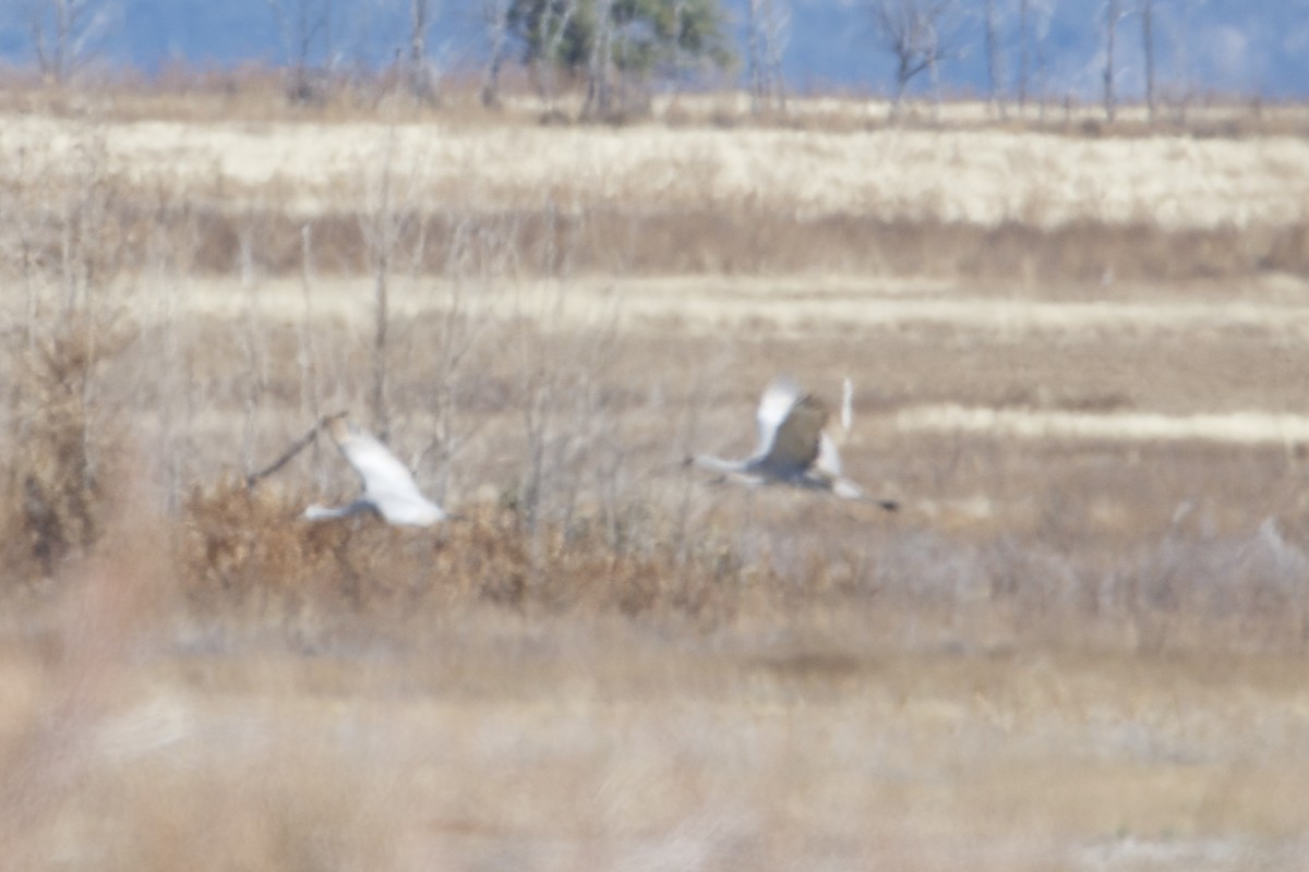 Sandhill Crane - Carmen Martinez