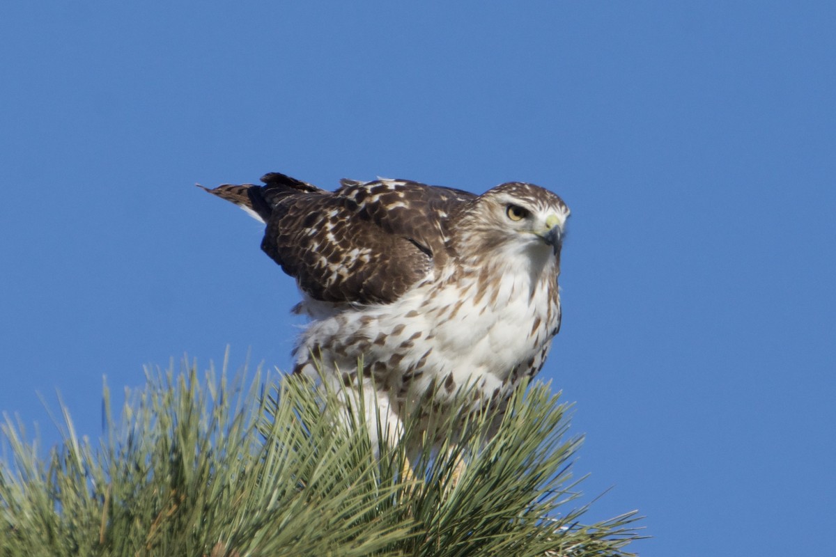 Red-tailed Hawk - ML610917698