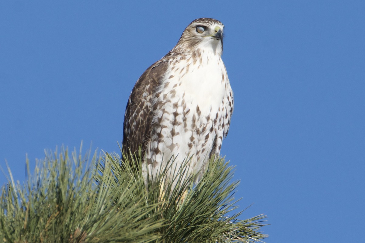 Red-tailed Hawk - ML610917699