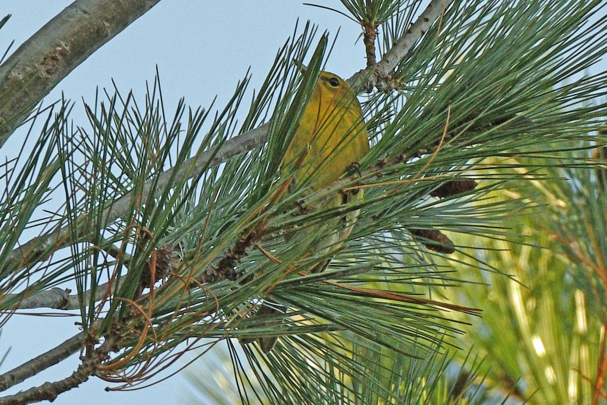 Pine Warbler - ML610917851