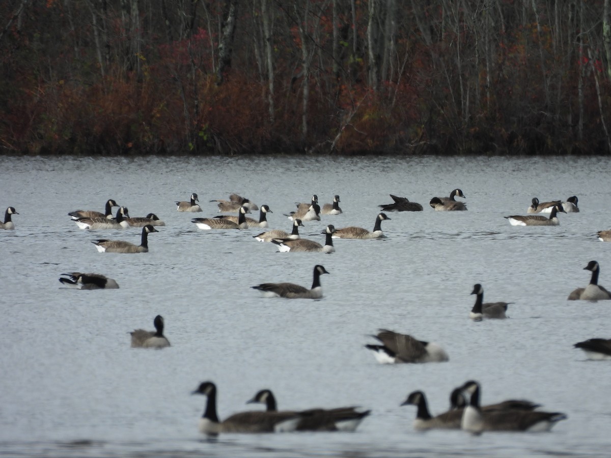 Canada Goose - ML610917982