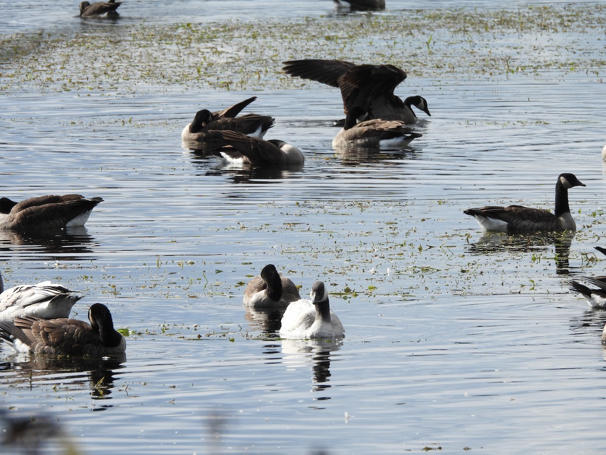 Canada Goose - ML610917992