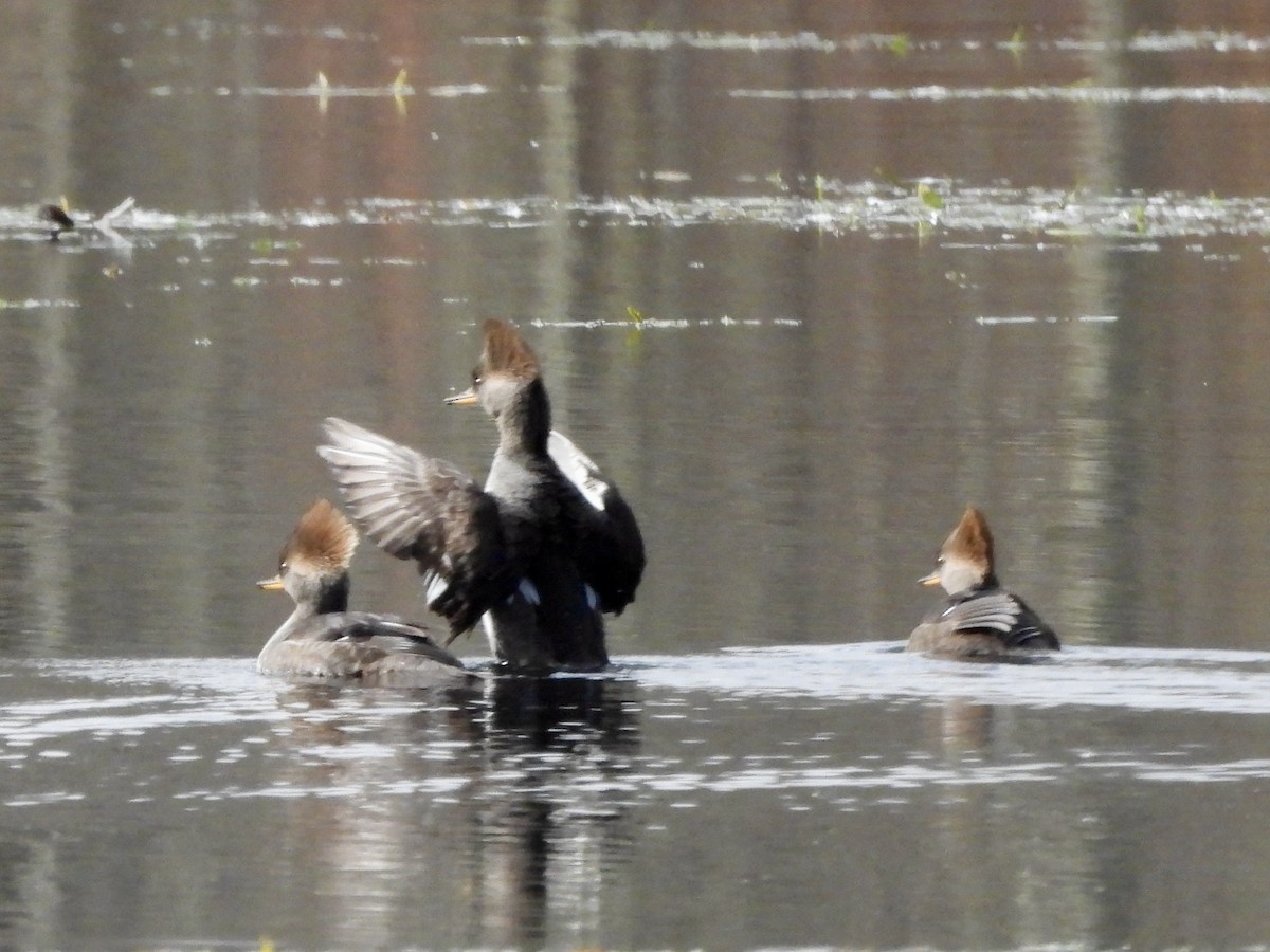 Hooded Merganser - ML610918012