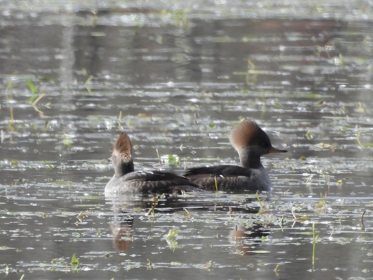 Hooded Merganser - Keith Pflieger