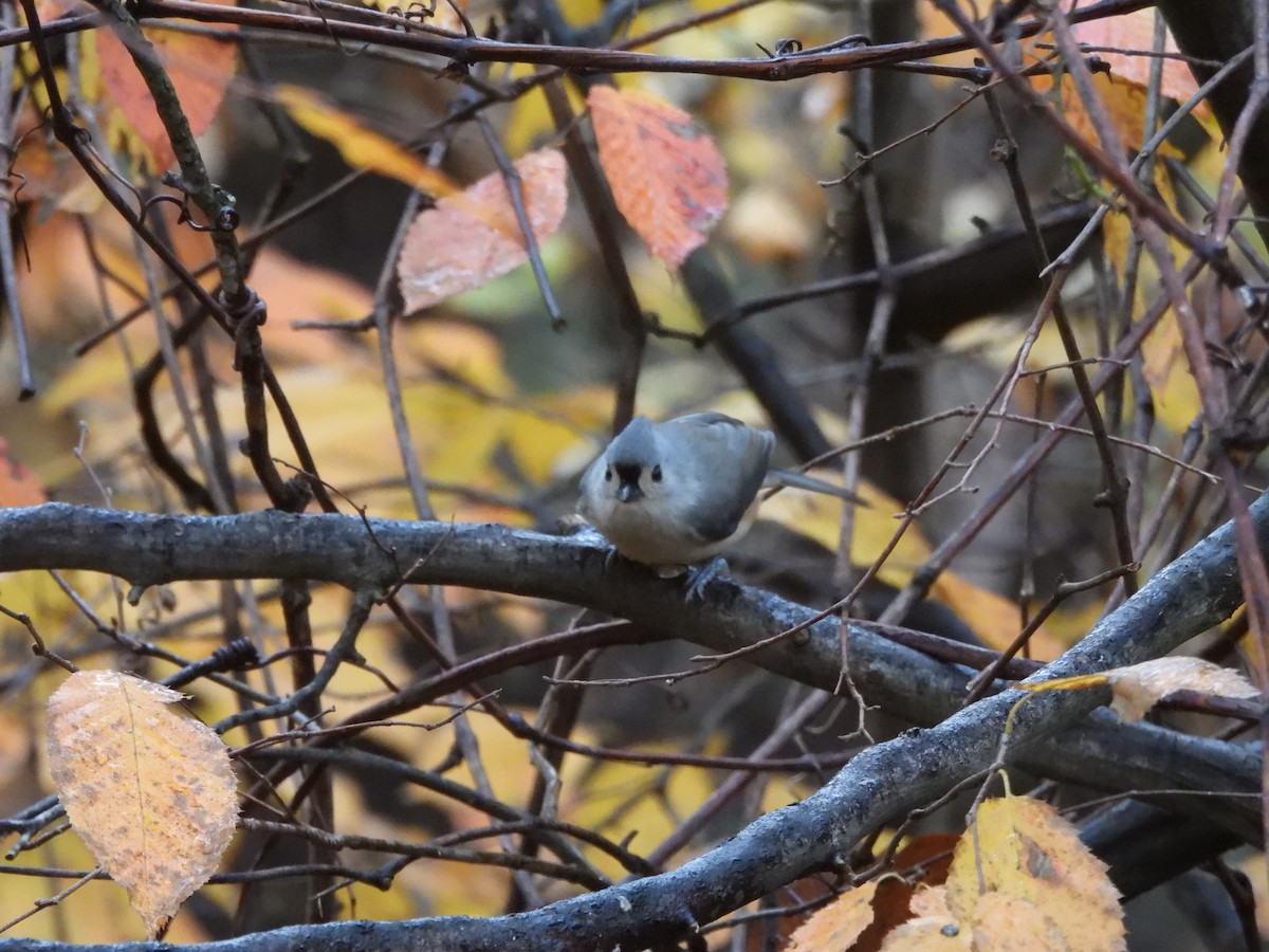 Tufted Titmouse - ML610918036