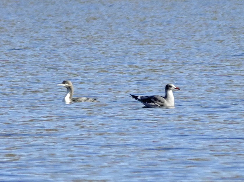 Pacific Loon - ML610918103