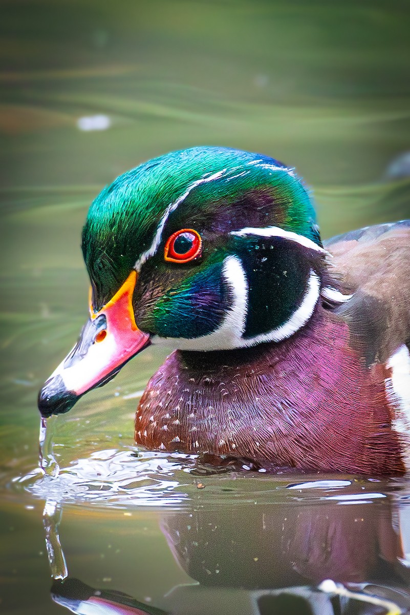 Wood Duck - ML610918141