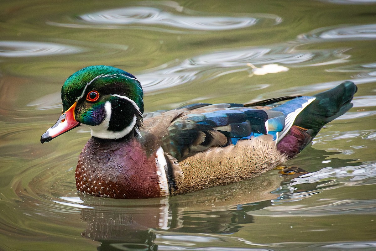 Wood Duck - William Weaver