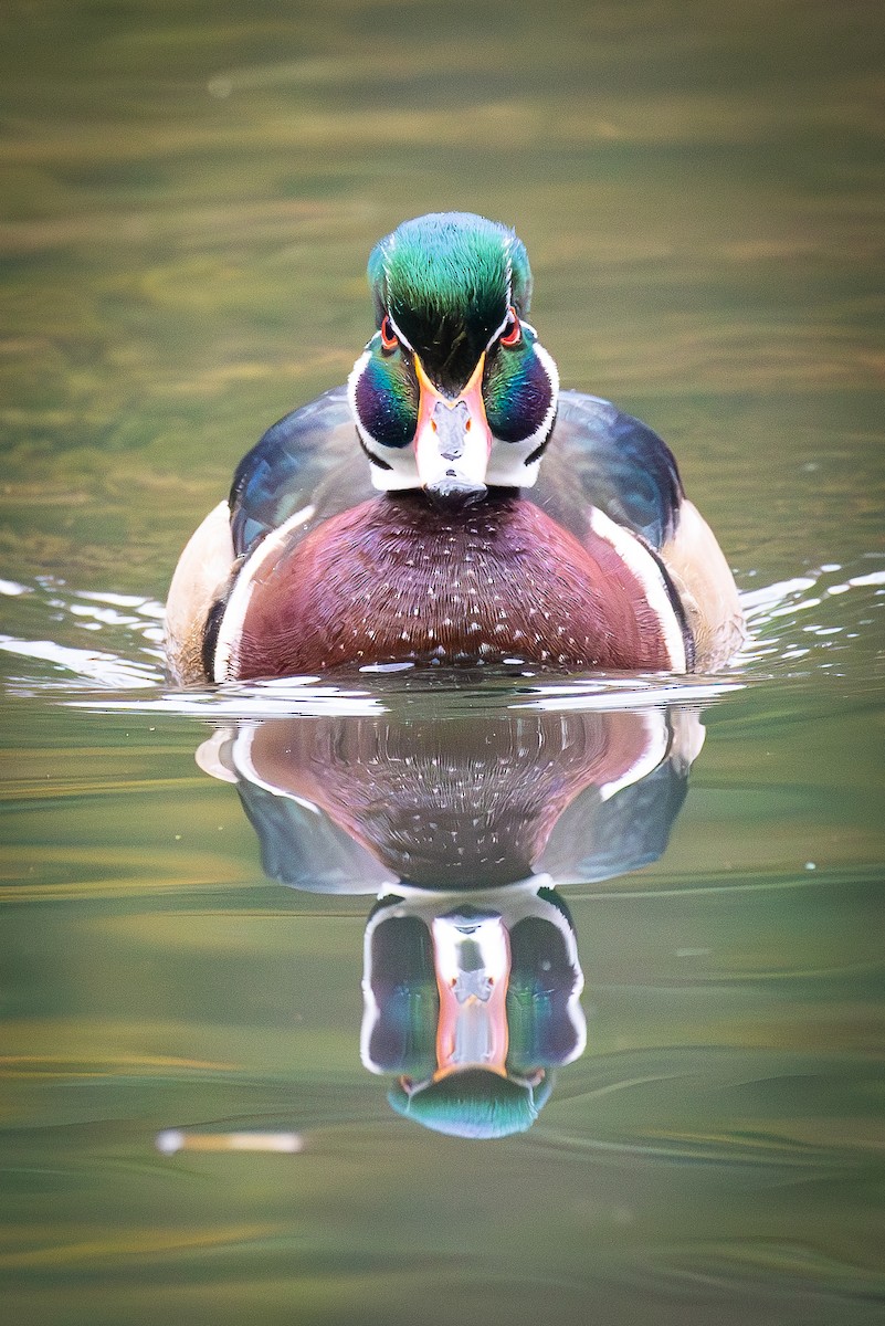 Wood Duck - William Weaver