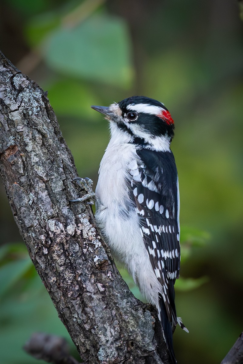 Downy Woodpecker - ML610918154