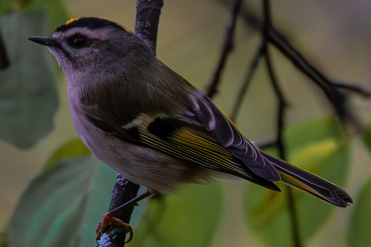 Golden-crowned Kinglet - ML610918160