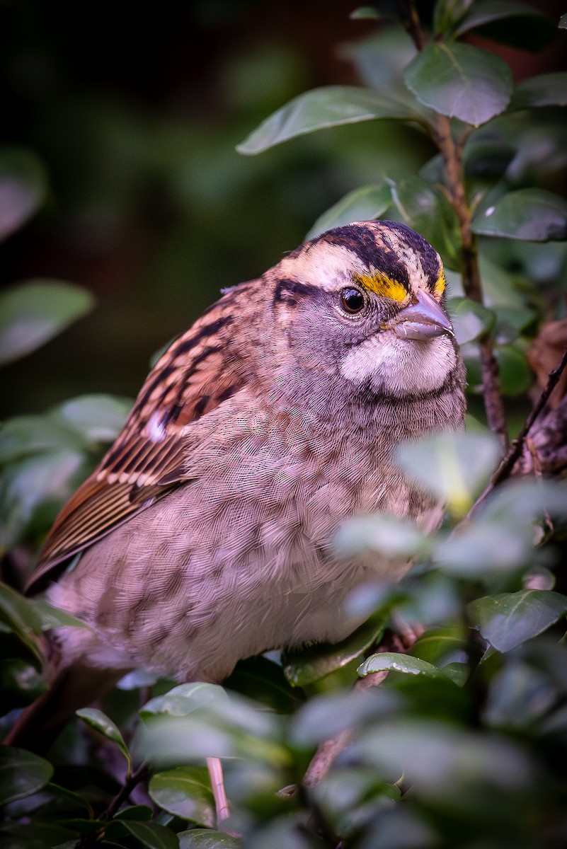 White-throated Sparrow - William Weaver