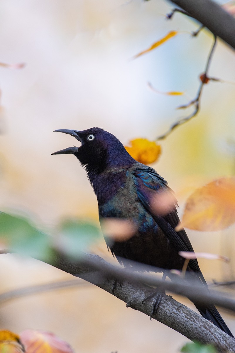 Common Grackle - William Weaver