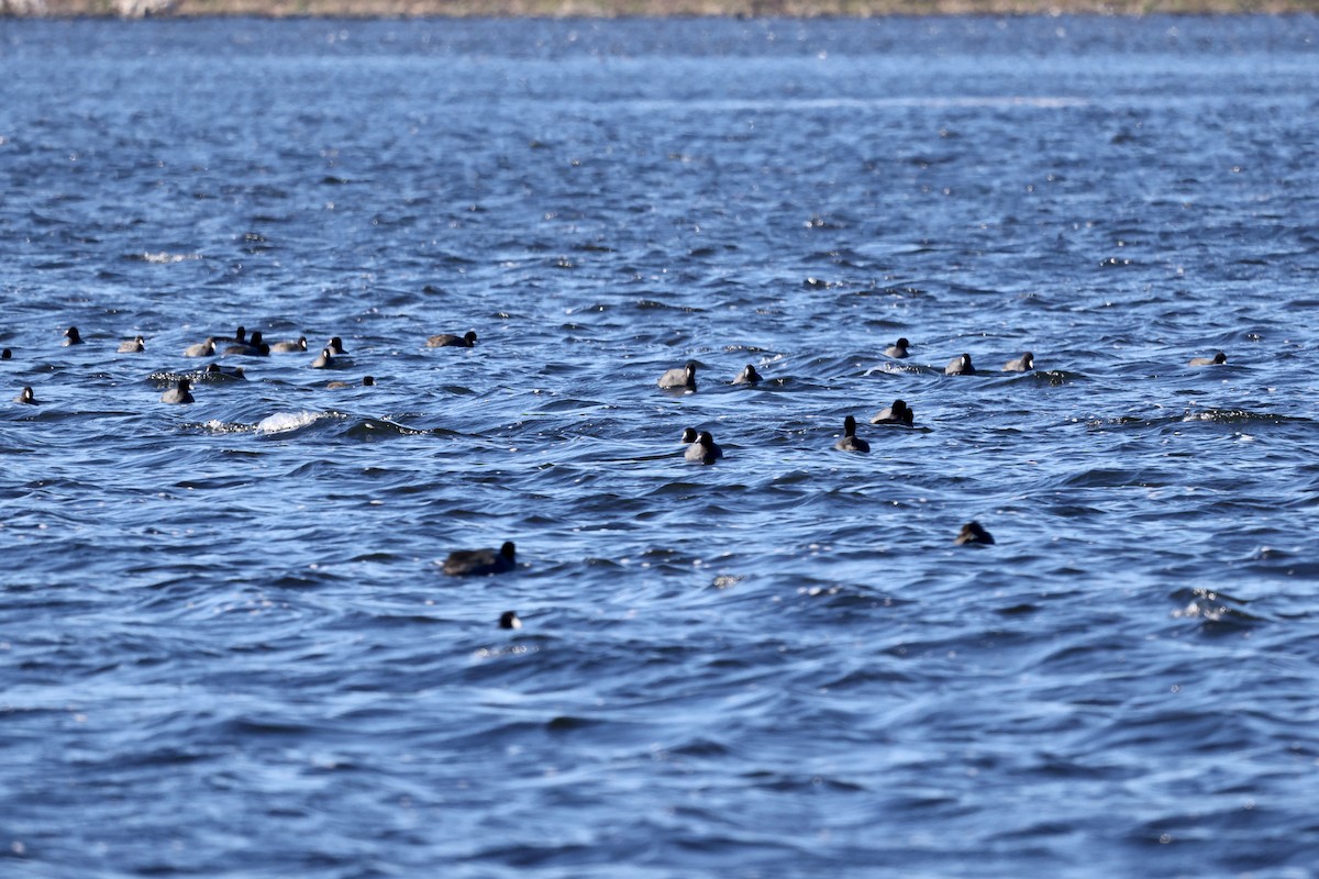 American Coot - ML610918186