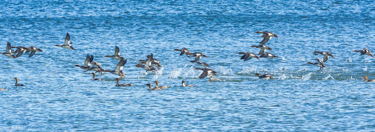 Red-breasted Merganser - ML610918216