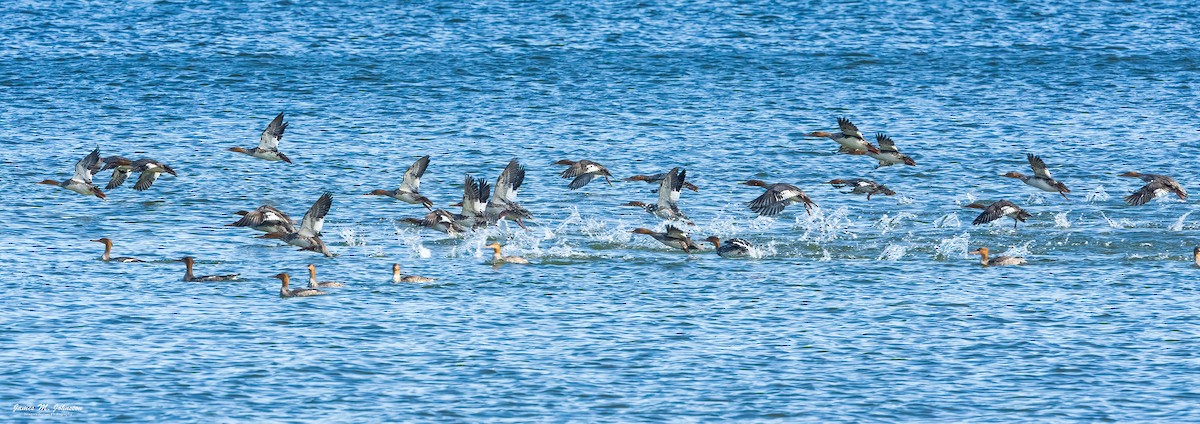 Red-breasted Merganser - ML610918217