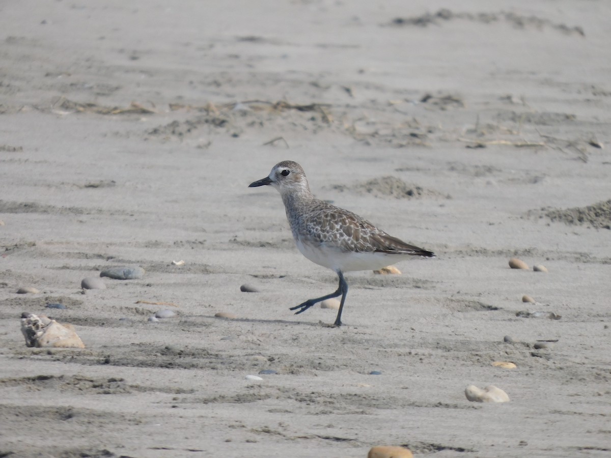 Black-bellied Plover - ML610918239