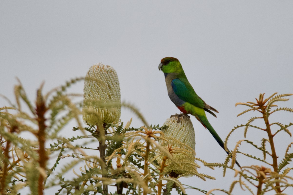 Red-capped Parrot - ML610918251