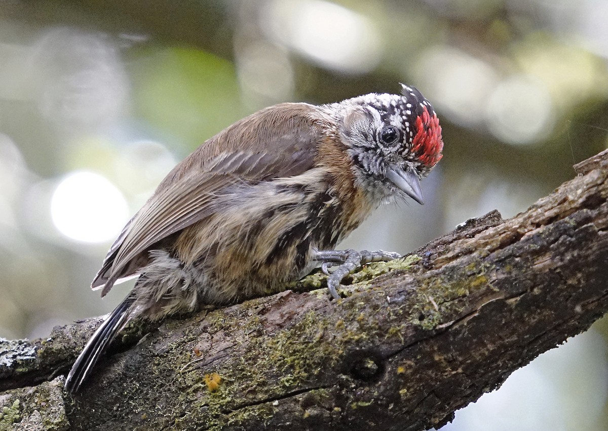 Mottled Piculet - Adrian Antunez