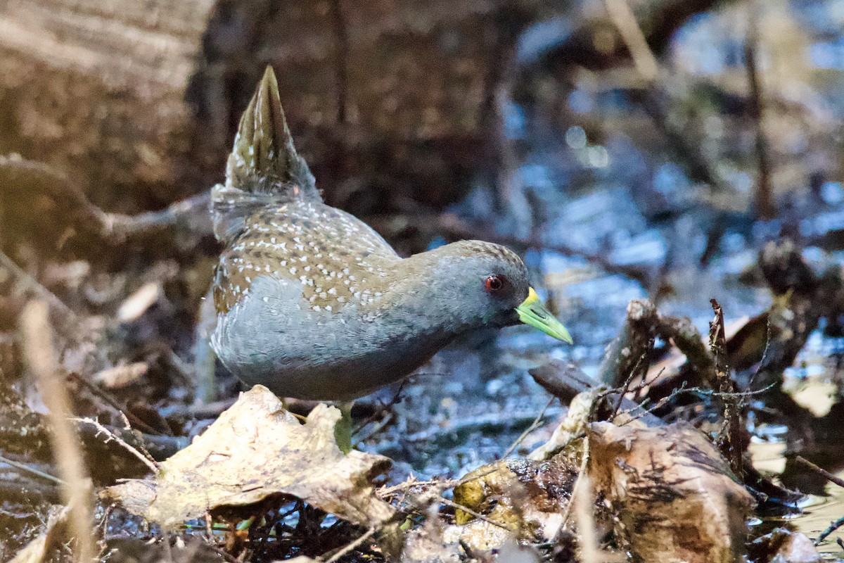 Australian Crake - ML610918265