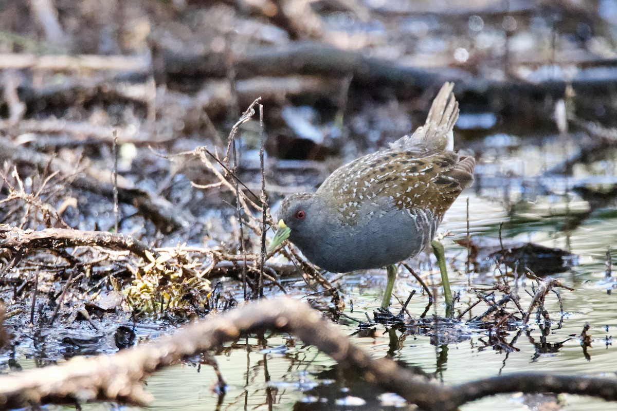 Australian Crake - ML610918267