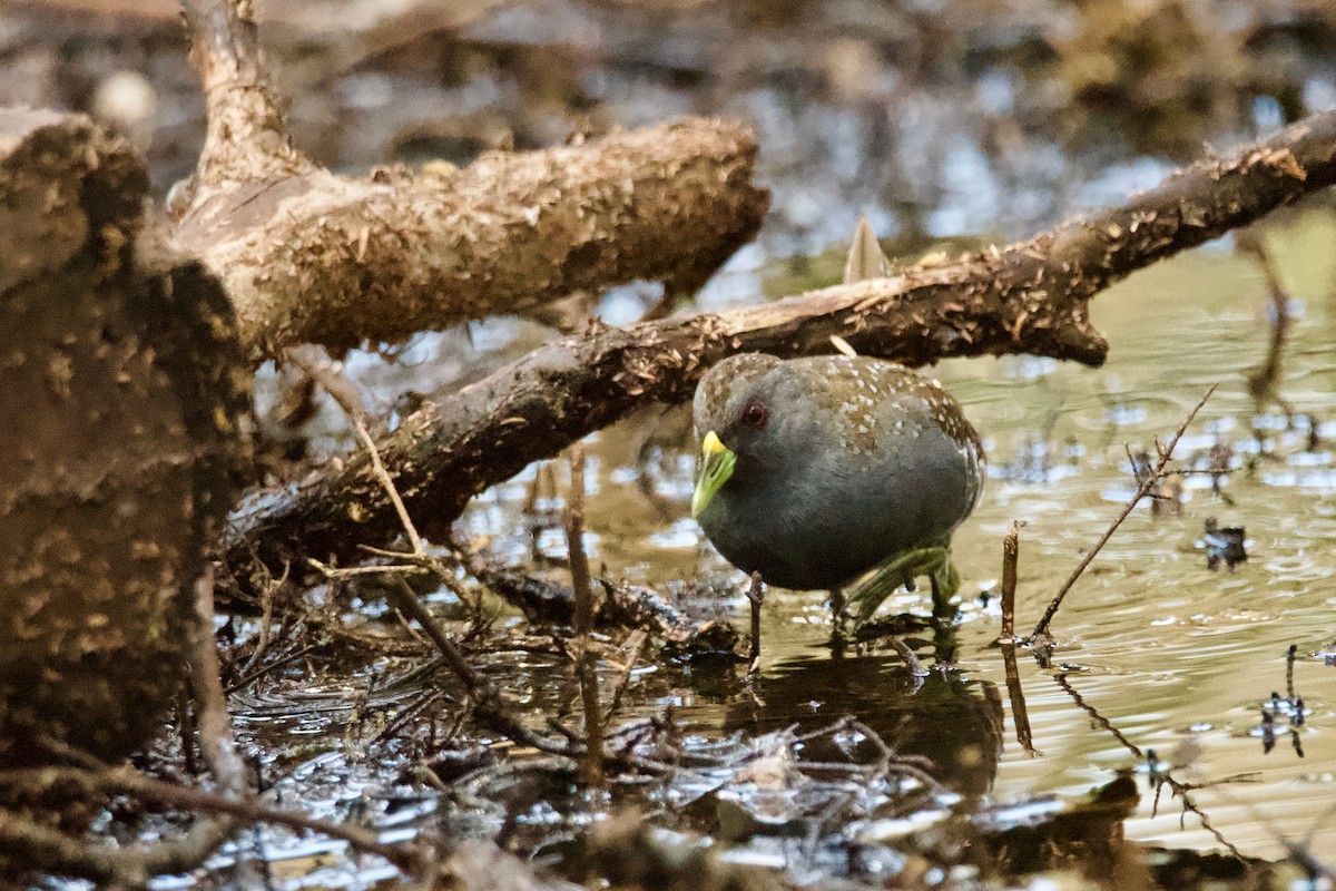 Australian Crake - ML610918268