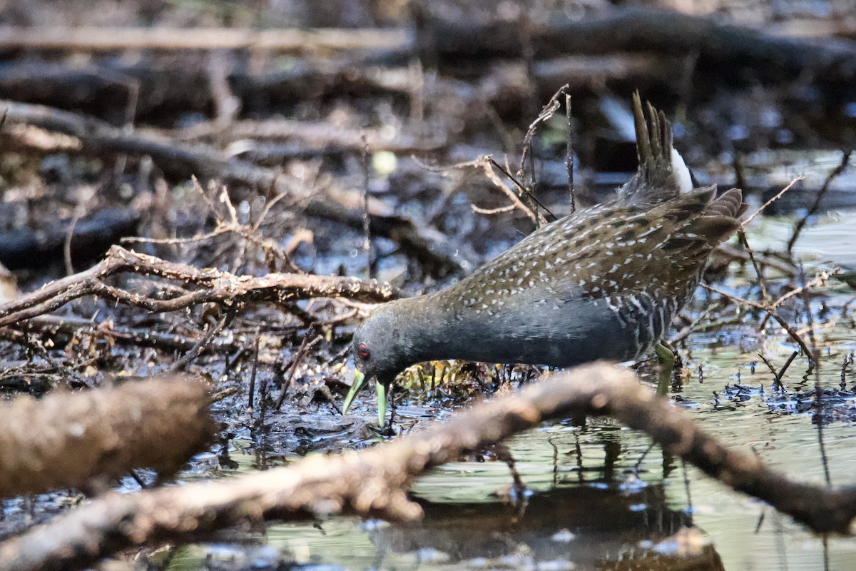 Australian Crake - ML610918269