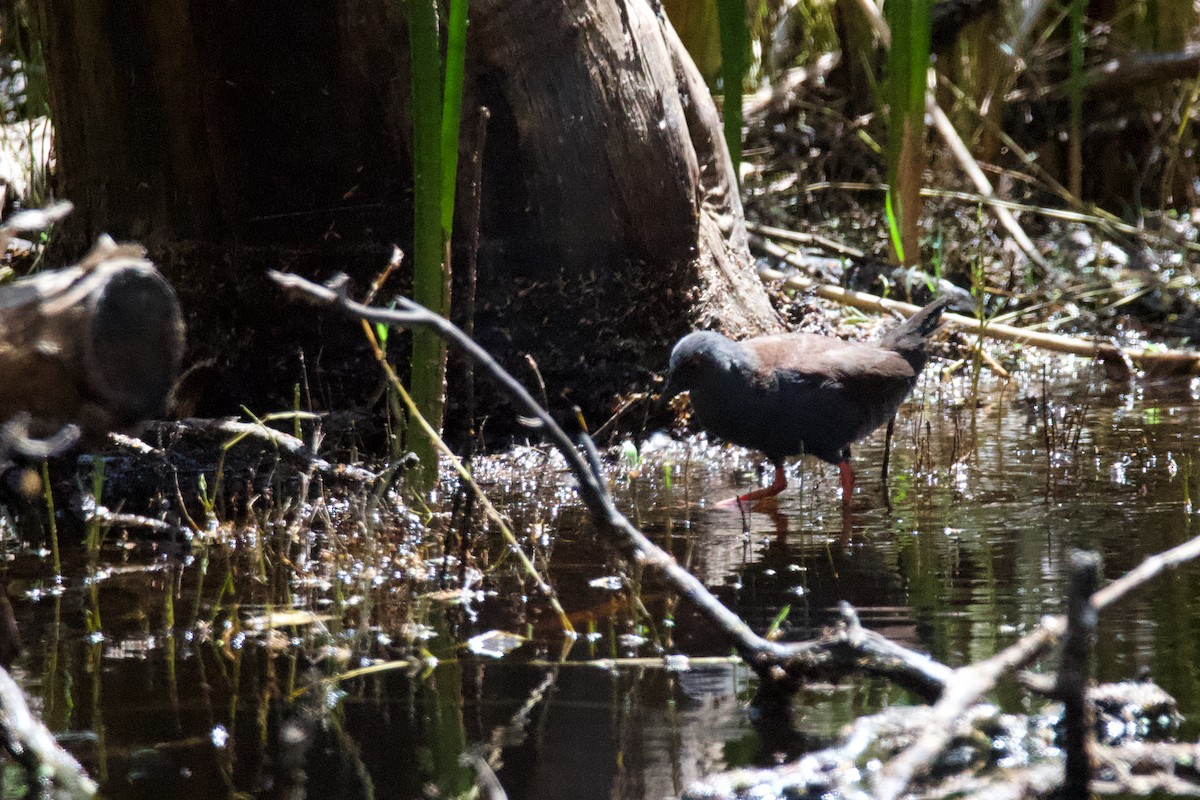 Spotless Crake - ML610918270