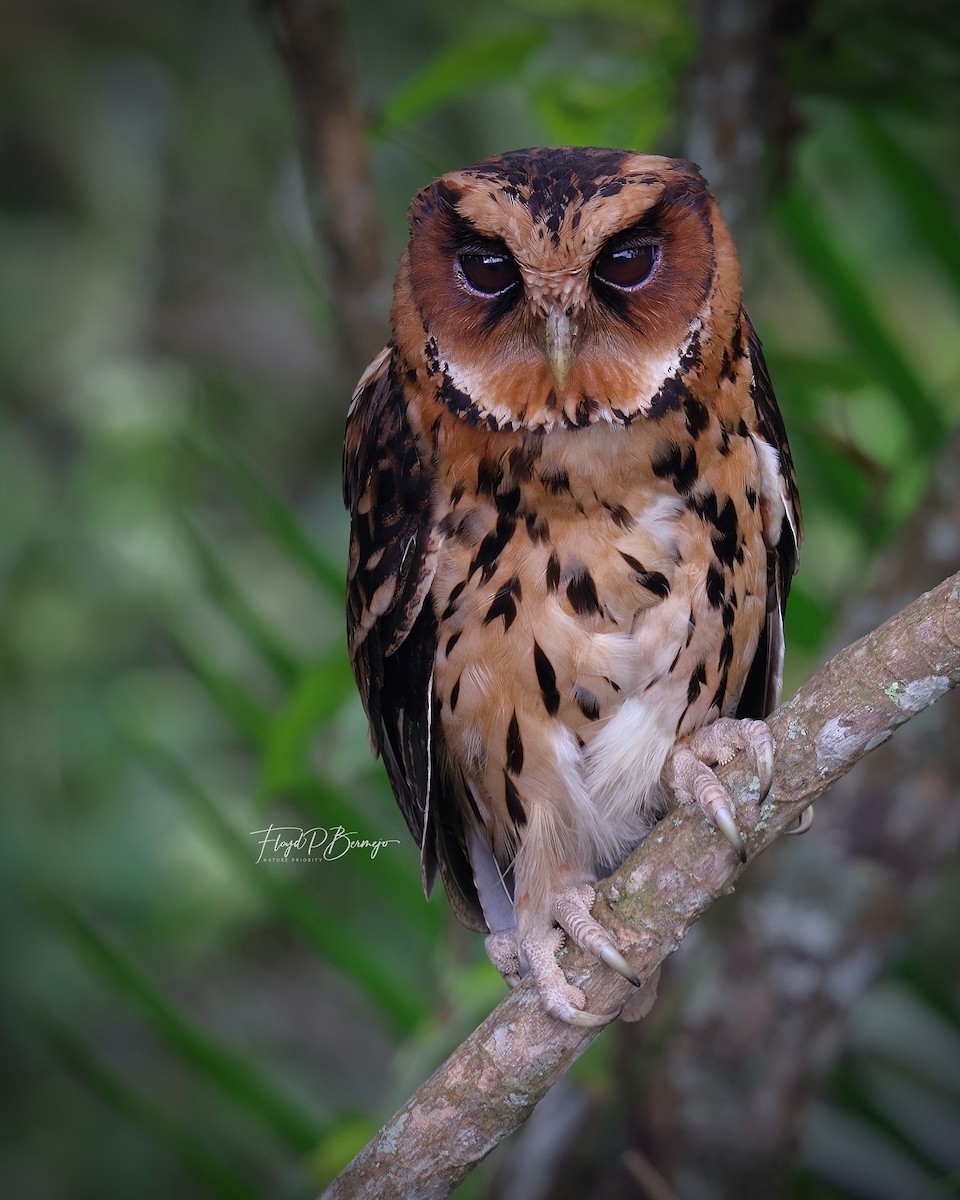 Giant Scops-Owl - Floyd Bermejo