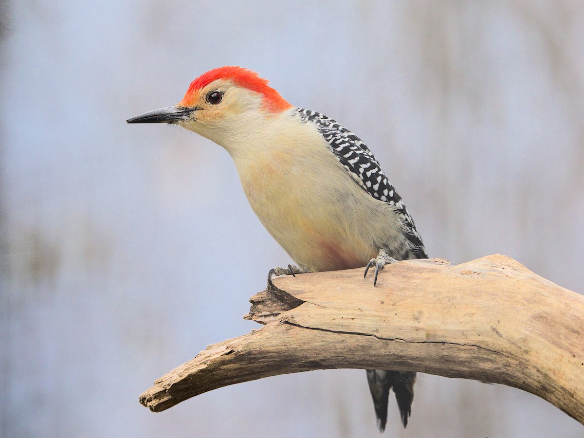 Red-bellied Woodpecker - David Guertin