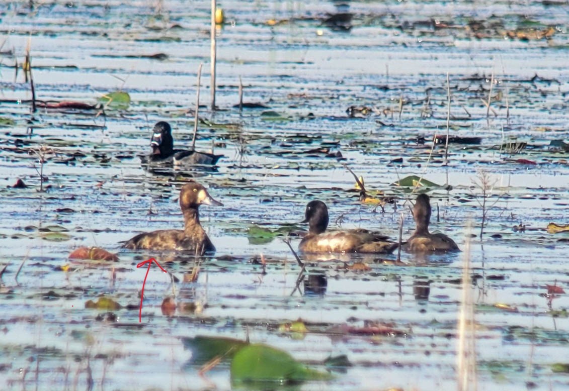 Greater Scaup - ML610918381