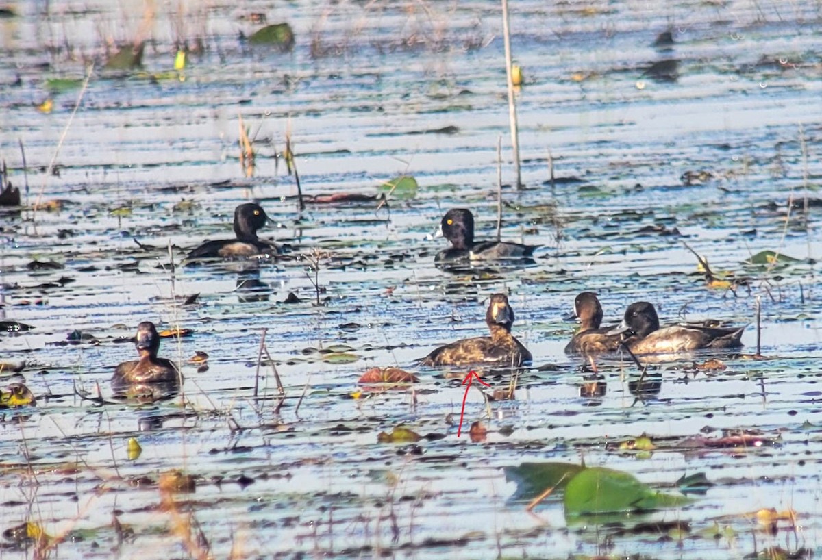 Greater Scaup - ML610918385