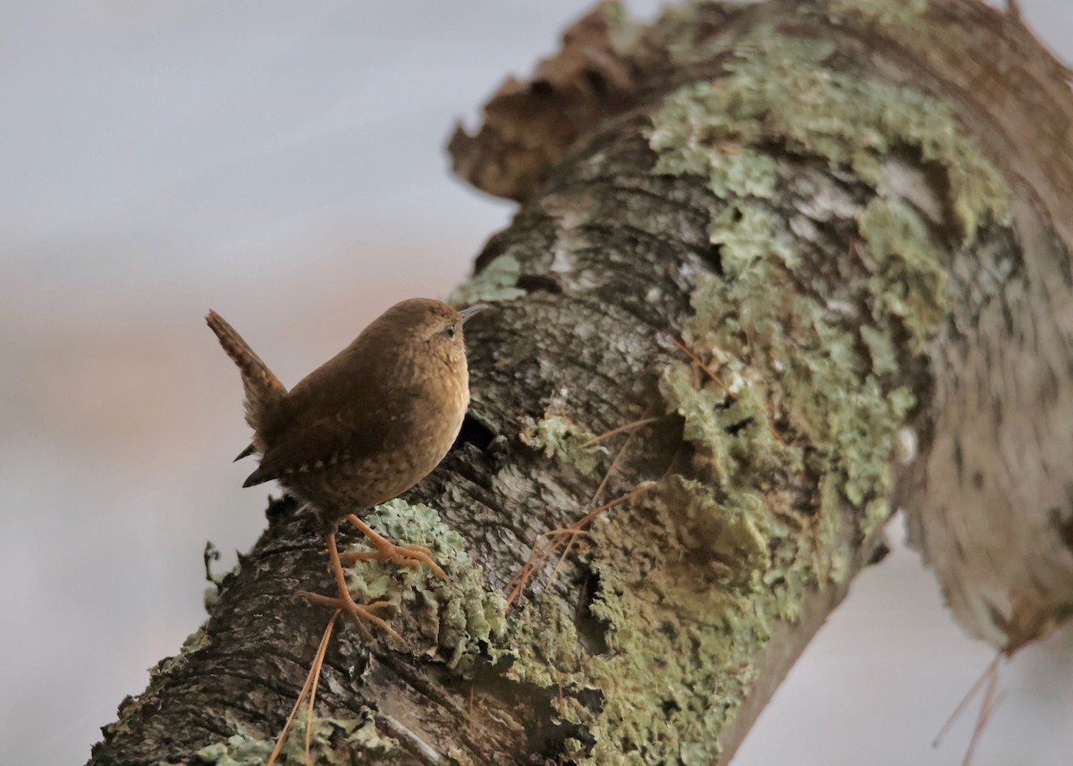 Winter Wren - ML610918438