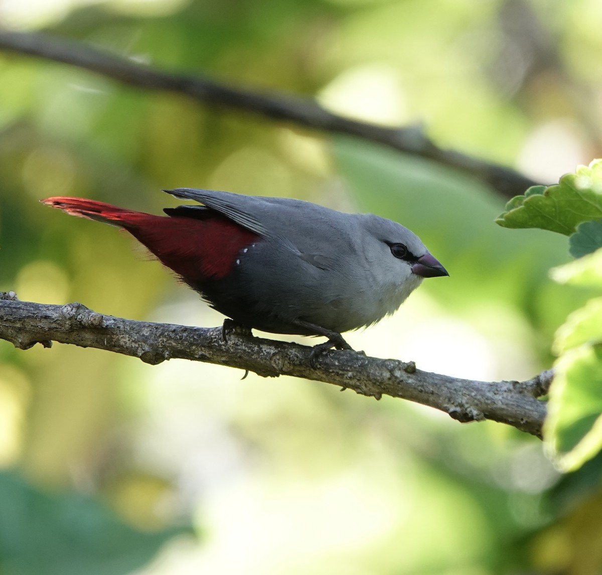 Lavender Waxbill - dave koehler