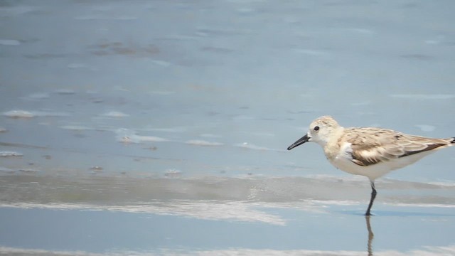 Sanderling - ML610918498