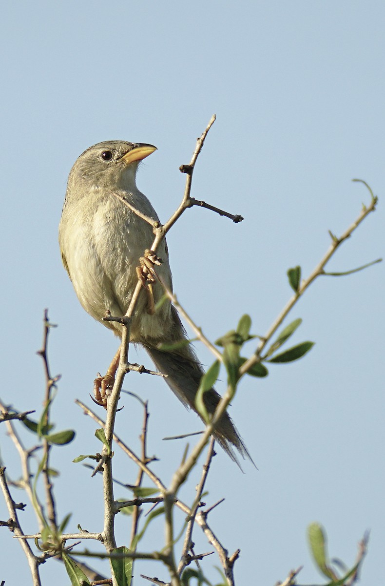 Wedge-tailed Grass-Finch - ML610918503