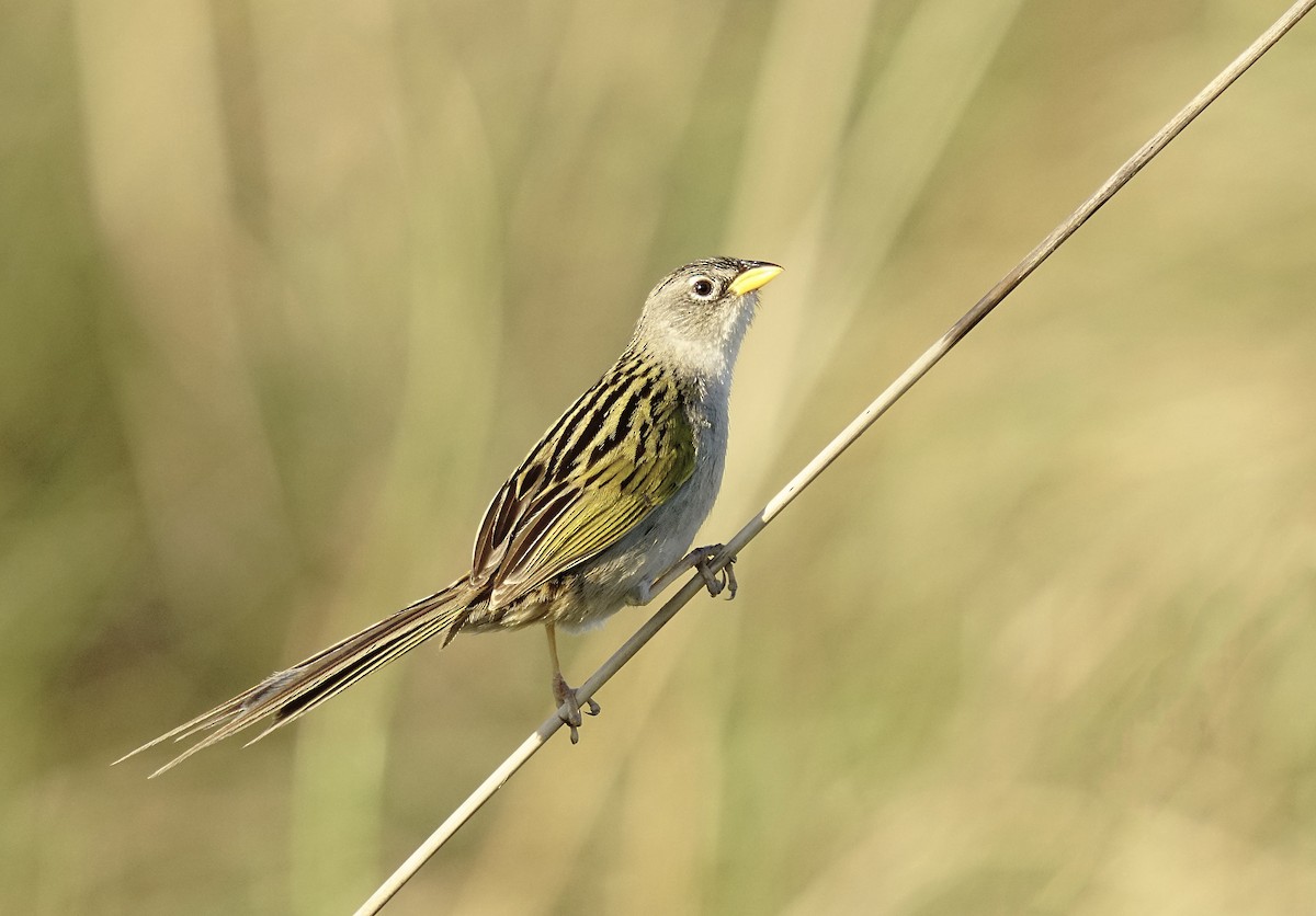 Lesser Grass-Finch - ML610918514