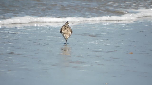 Sanderling - ML610918515