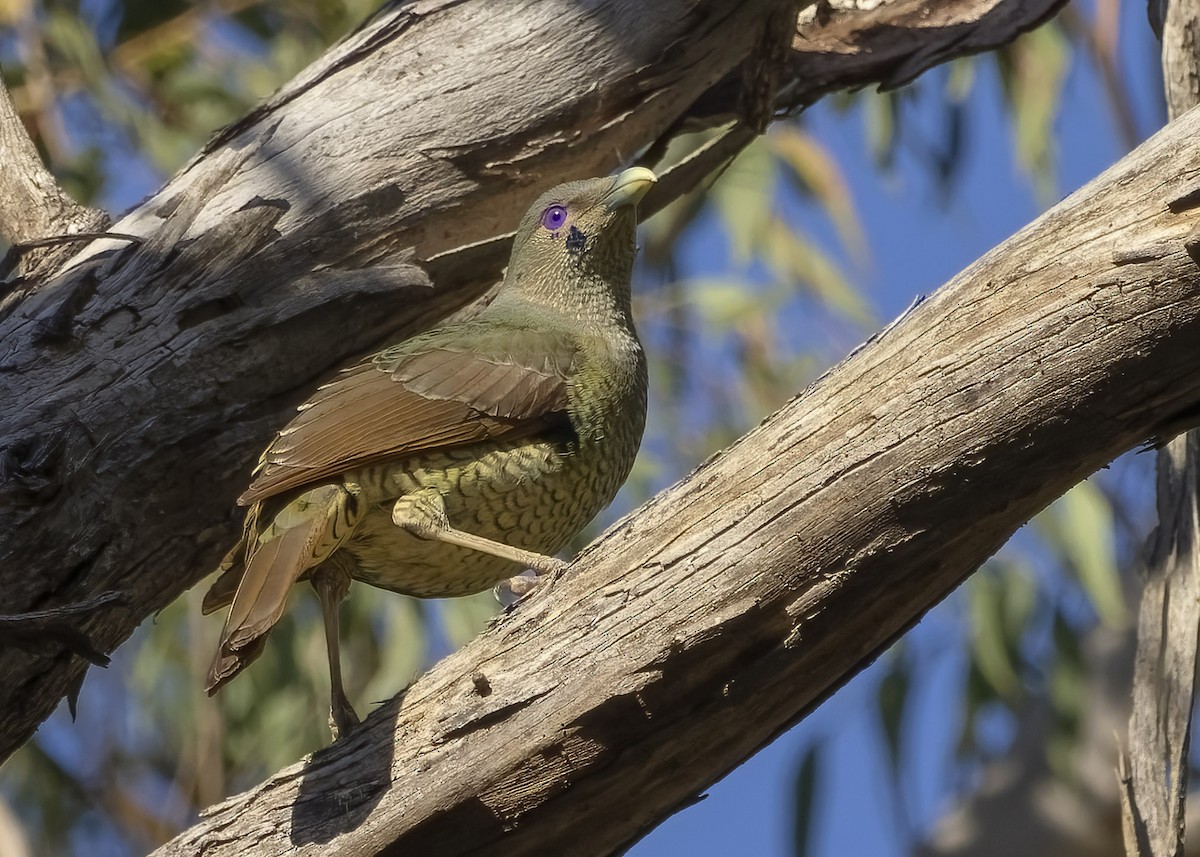 Satin Bowerbird - ML610918589